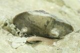 Wide Enrolled Isotelus With Flexicalymene Trilobite - Indiana #284165-1